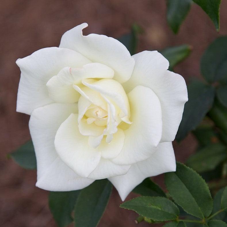 Rosa 'BOEgif'  - John F. Kennedy Rose