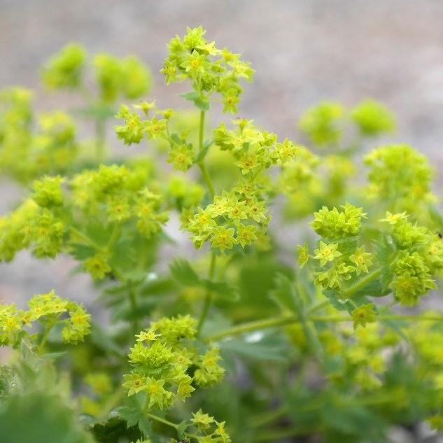 Alchemilla mollis  - Lady's Mantle