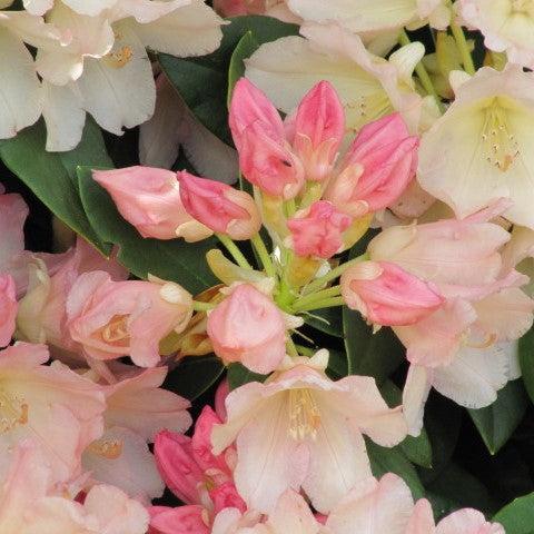 Rhododendron yakushimanum 'Golden Torch'  - Golden Torch Rhododendron
