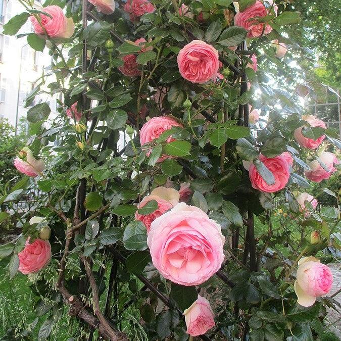 Rosa 'Pierre de Ronsard'  - Eden® Rose