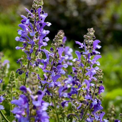 Salvia 'Big Sky'  - Living Large® Big Sky Salvia