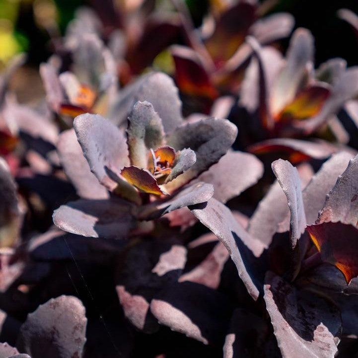 Sedum x 'Holtpupasras095'  - Puff Pastry™ Raspberry Stonecrop