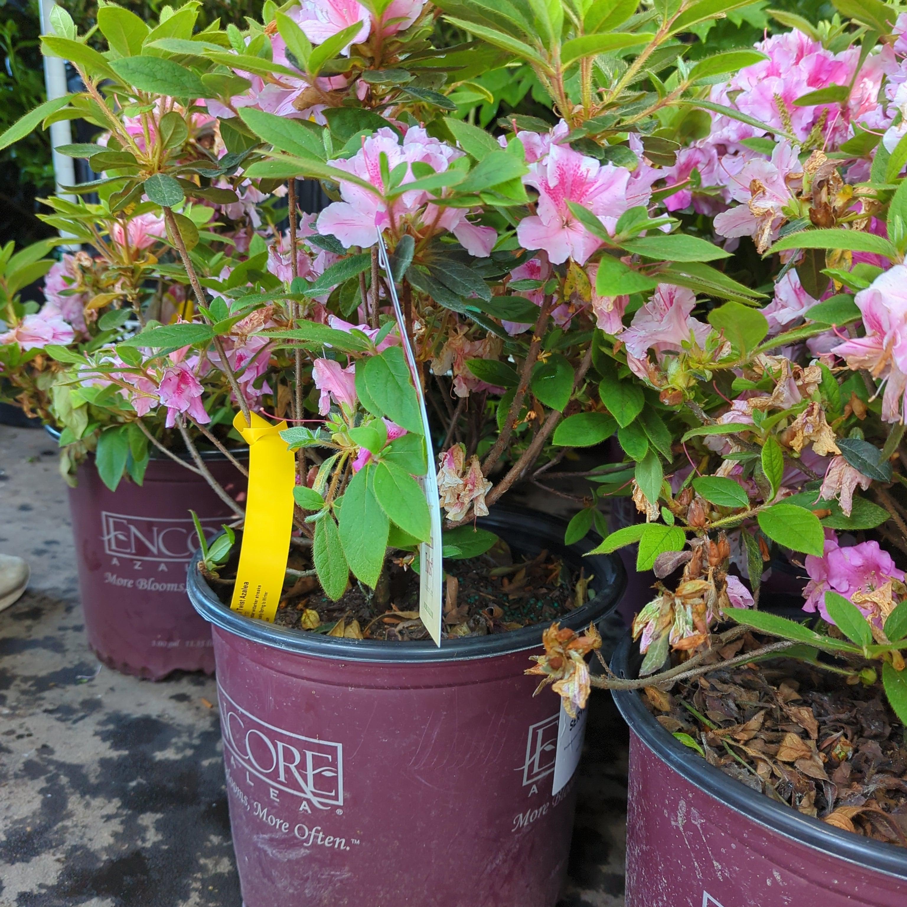 Rhododendron ‘Conlep’  - Encore® Autumn Twist™ Azalea