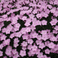 Dianthus 'Bath's Pink'  - Bath's Pink Dianthus