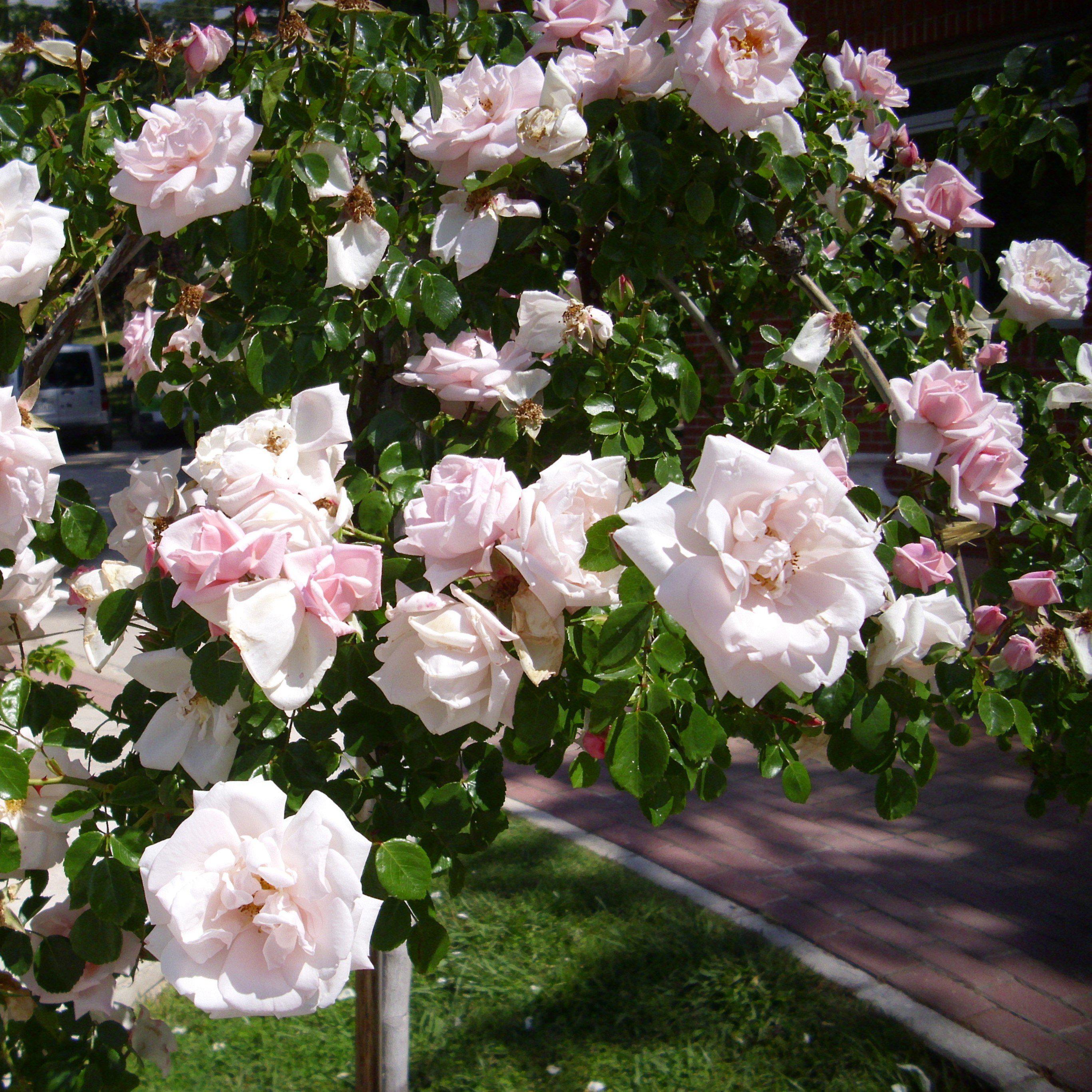 Rosa 'New Dawn'  - New Dawn Rose