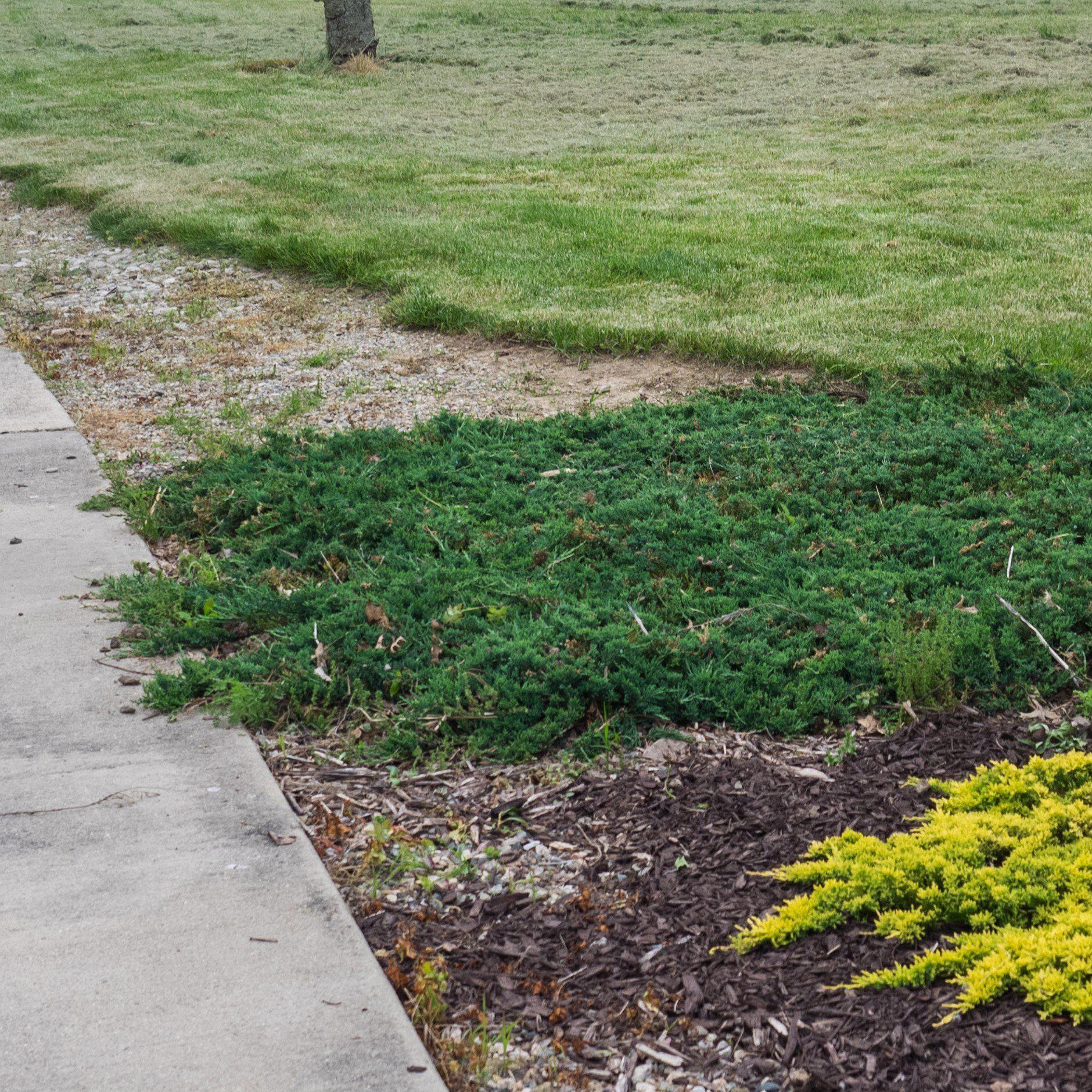 Juniperus horizontalis 'Wiltonii'  - Blue Rug Juniper