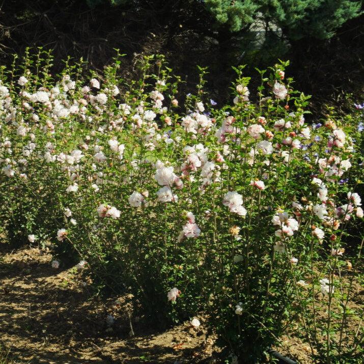 Hibiscus syriacus 'Mindoub1' PP27,840  - First Editions® French Cabaret™ Blush Hibiscus