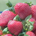 Fragaria x ananassa ‘Sparkle'  - Sparkle Strawberry