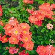 Rosa ‘Meidrifora' PP #19,148  - Coral Drift® Rose