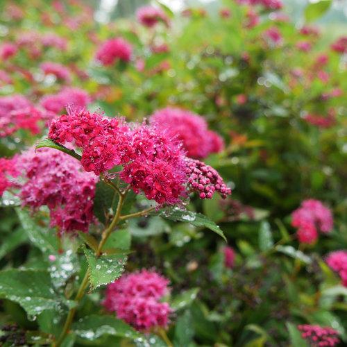 Spiraea x 'NCSX2'  - Double Play® Doozie Spirea