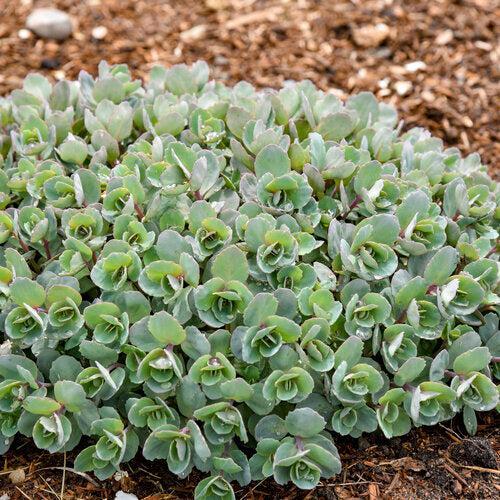 Sedum ‘Superstar’  - Rock 'N Round™ Superstar Stonecrop