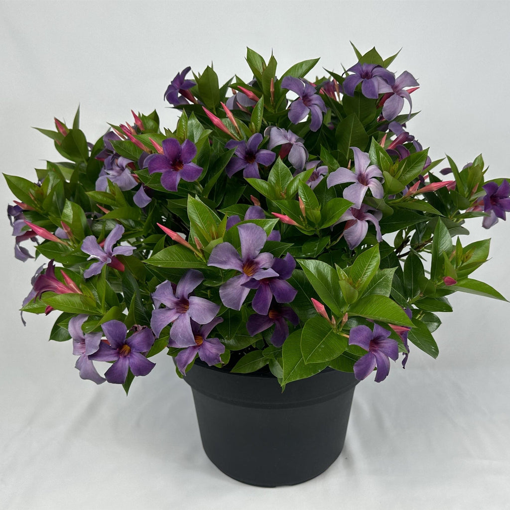 Mandevilla x 'Sun Parasol XP Bluephoria'  - Sun Parasol® Original XP Bluephoria Mandevilla