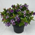 Mandevilla x 'Sun Parasol XP Bluephoria'  - Sun Parasol® Original XP Bluephoria Mandevilla