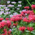 Monarda 'Bee-Happy'  - Bee-You™ Bee-Happy Bee Balm