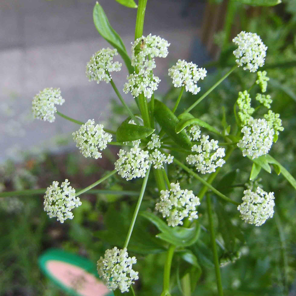 Petroselinum hortensis  - Triple Curled Parsley