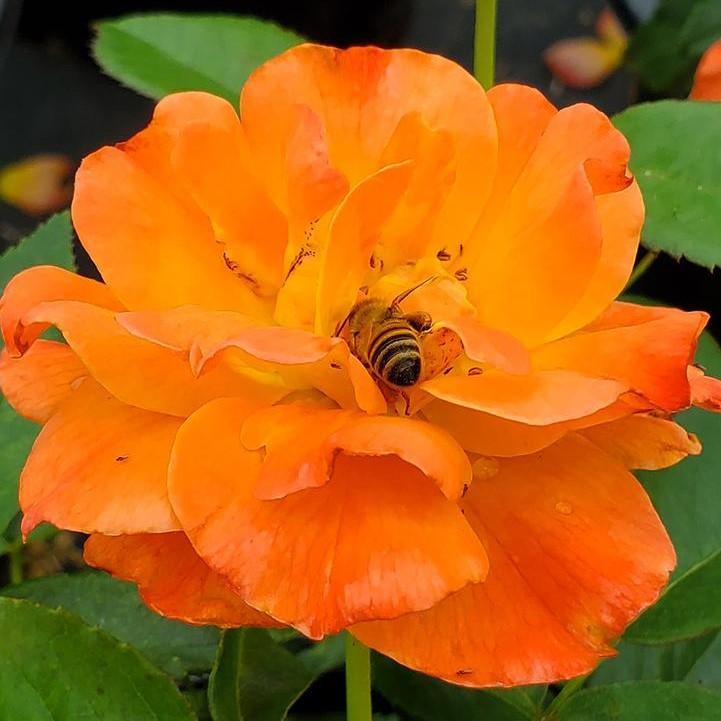 Rosa 'HARwelcome  - Livin' Easy™ Floribunda Rose