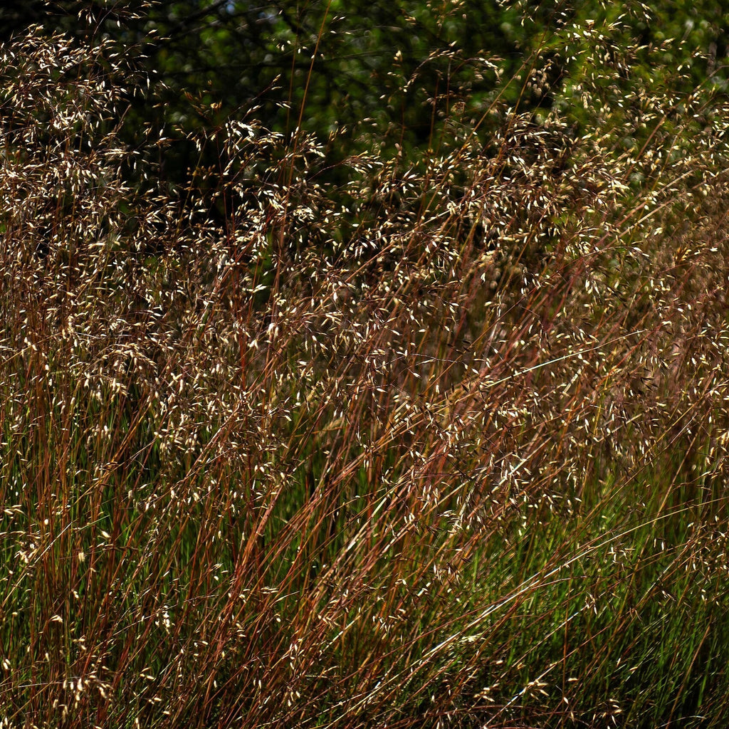 Deschampsia flexuosa  - Wavy Hair Grass