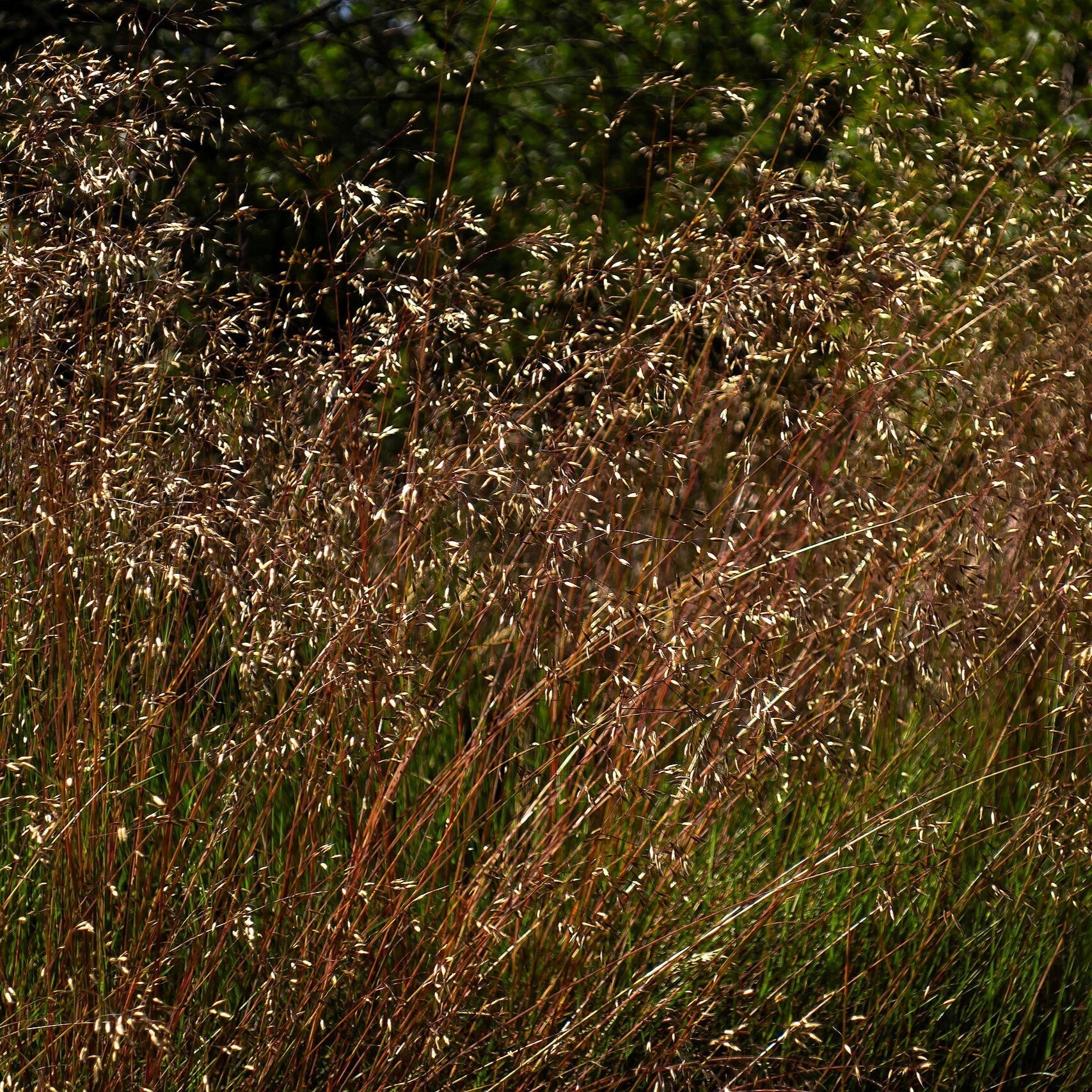 Deschampsia flexuosa  - Wavy Hair Grass