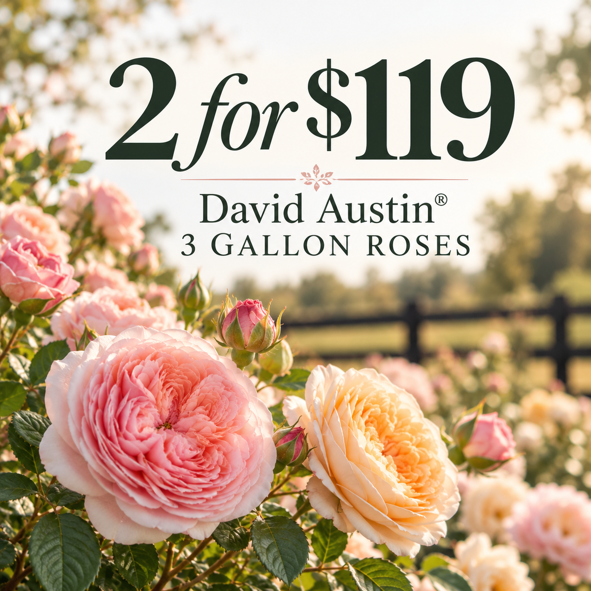 David Austin® Mystery Rose Box