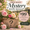Own Root Mystery Rose Box