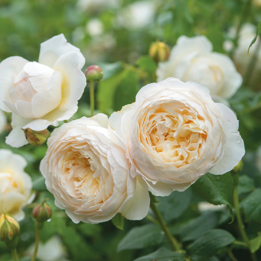 Claire Austin® David Austin® Climbing Rose