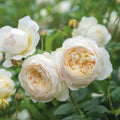 Claire Austin® David Austin® Climbing Rose