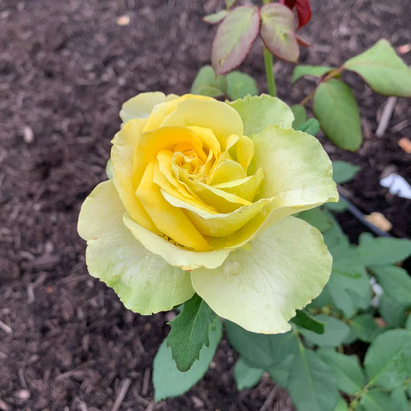 St. Patrick® Fortuniana Rootstock Hybrid Tea Rose