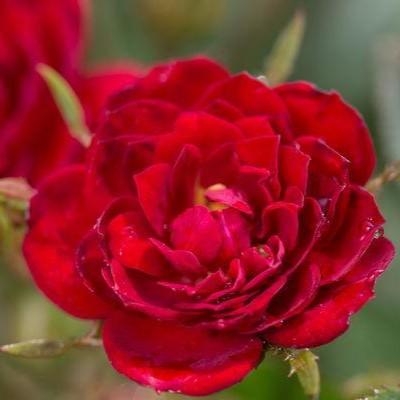 Rosa 'Ballim'  - Easy Elegance® Chi™ Rose