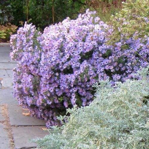 Aster oblongifolius 'Raydon's Favorite'  - Raydon's Favorite Aromatic Aster