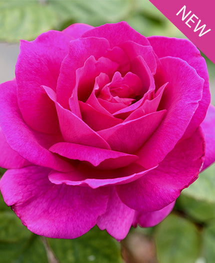 Rosa 'True Serenity'  - True Serenity Rose