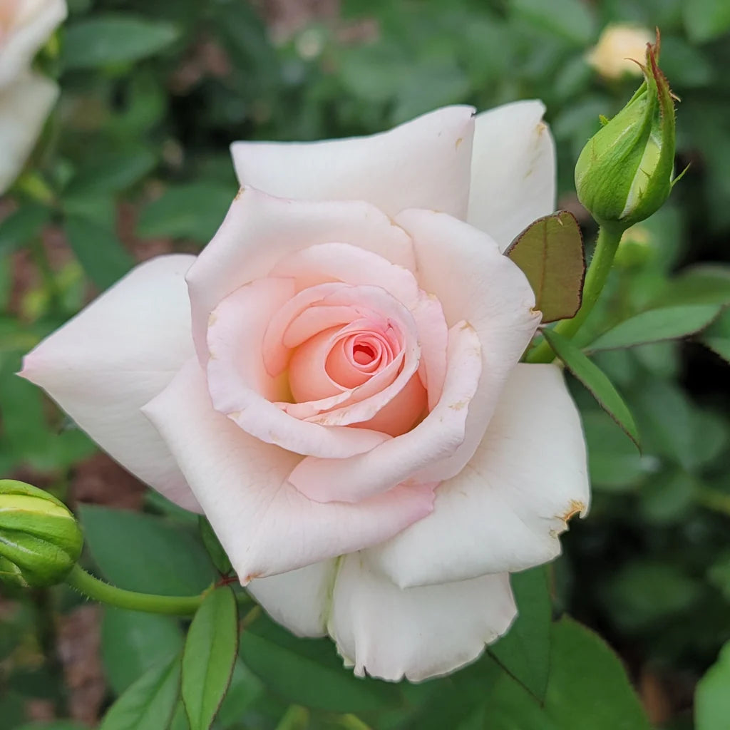 Sheer Bliss™ Hybrid Tea Rose