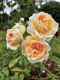 Champagne Fragrant Showpiece