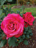 Lipstick Fragrant Showpiece