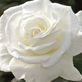 Sugar Moon™ Hybrid Tea Rose