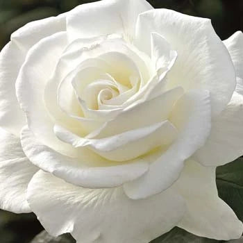 Sugar Moon™ Hybrid Tea Rose