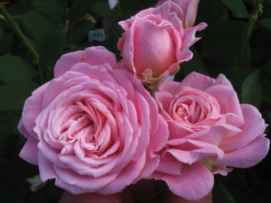 Summer Romance Parfuma