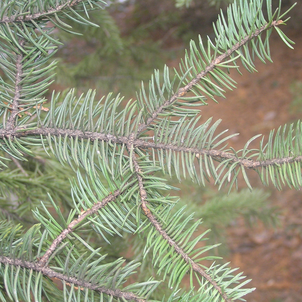Picea meyeri  - Meyer Spruce