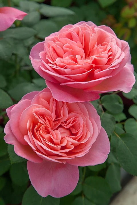 Sweet Mademoiselle™
