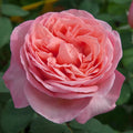 Sweet Mademoiselle™ Hybrid Tea Rose