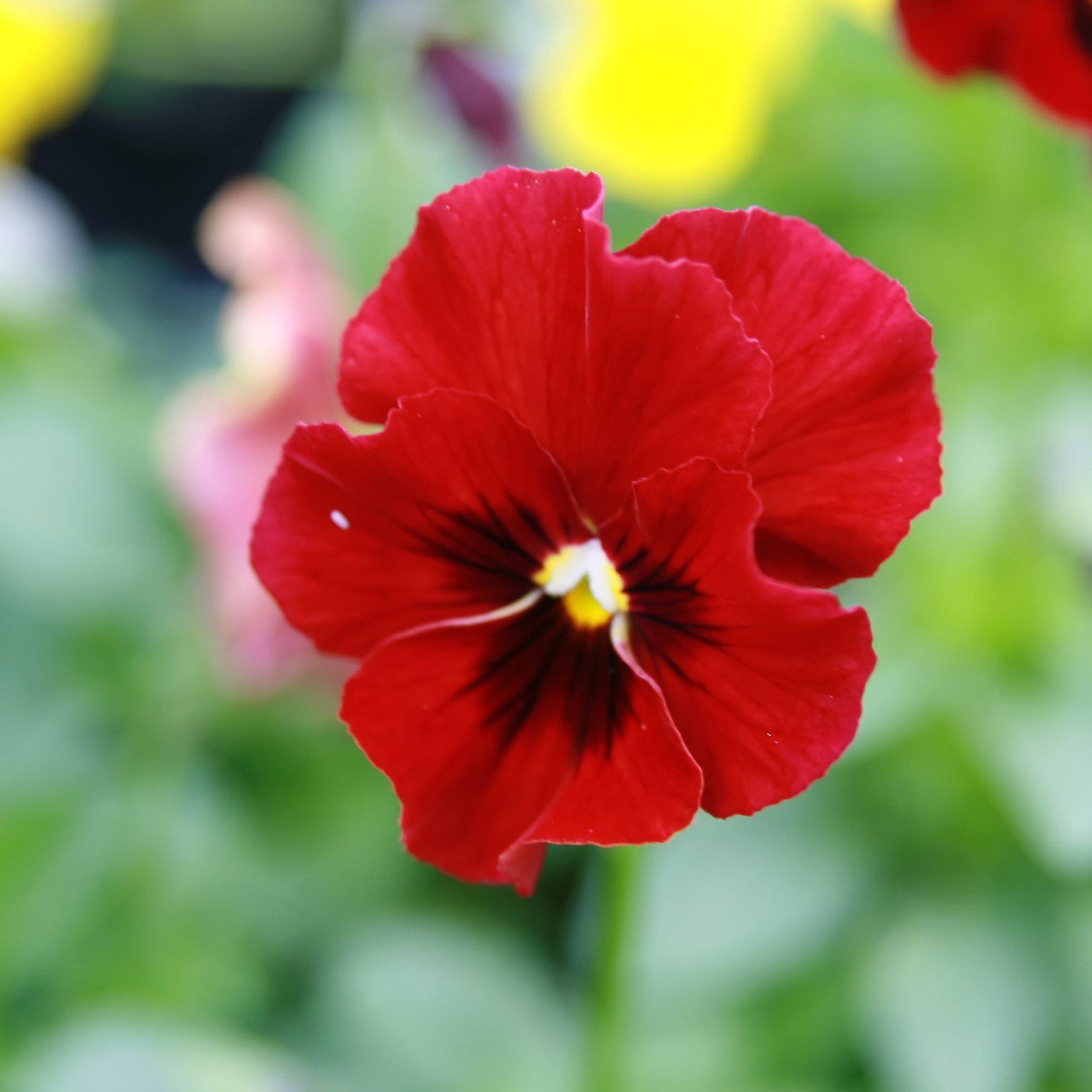 Viola cornuta 'Penny Red Blotch'  - Penny™ Red Blotch Viola