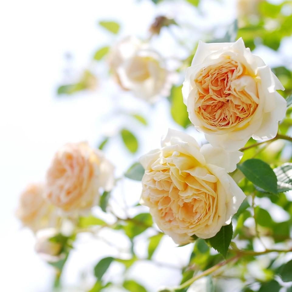 Teasing Georgia® David Austin Climbing Rose
