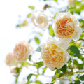 Teasing Georgia® David Austin Climbing Rose