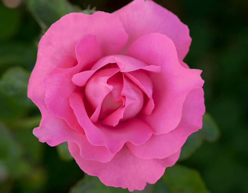 The McCartney Rose™