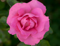 The McCartney Rose™