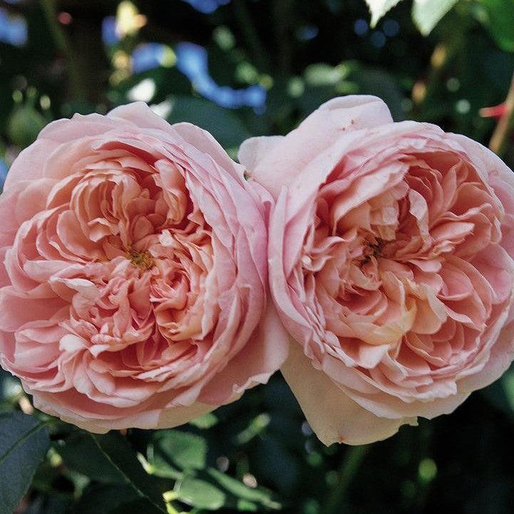 Bloomables® Colette™ Climbing Rose