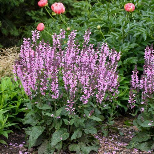 Salvia 'Pink Dawn'  - Color Spires® Pink Dawn Salvia
