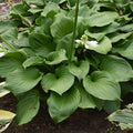 Hosta x 'Royal Crest'  - Royal Crest Hosta