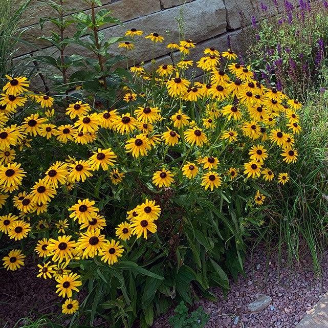 Rudbeckia fulgoda var speciosa 'Blovi'  - Viettes Little Suzy Black-Eyed Susan