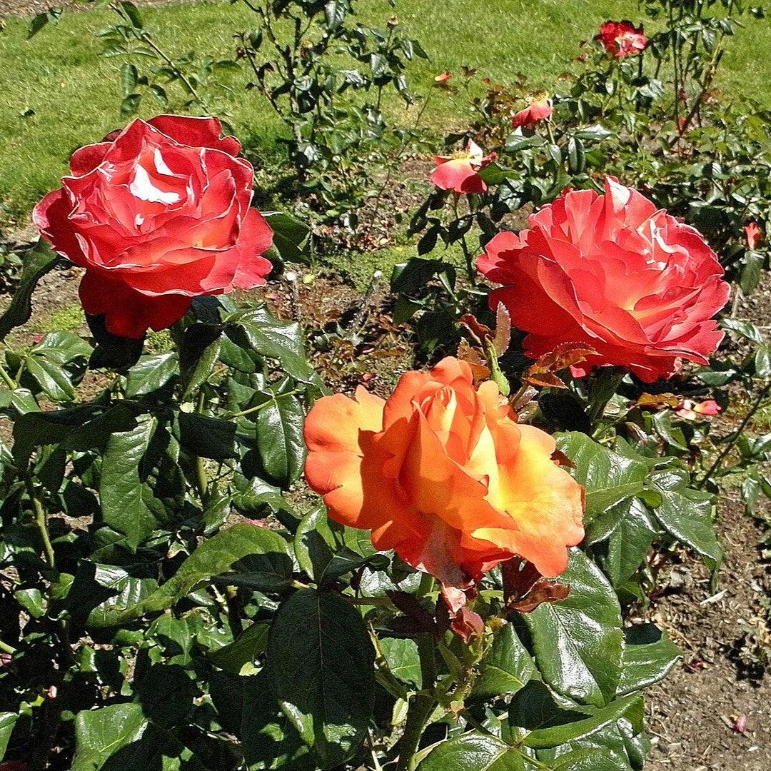 Rosa 'Aromiclea'  - Voodoo Rose