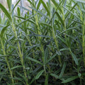 Rosmarinus officinalis 'Gorizia'  - Gorizia Rosemary